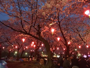 お花見_6458